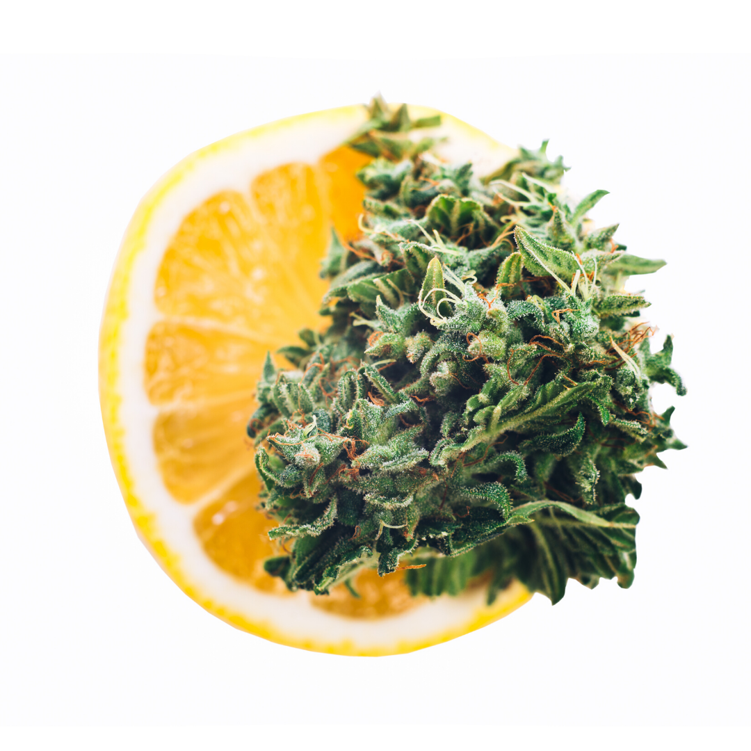 lemon, cbd hemp bud