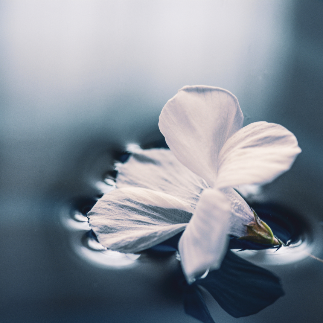 flower in water