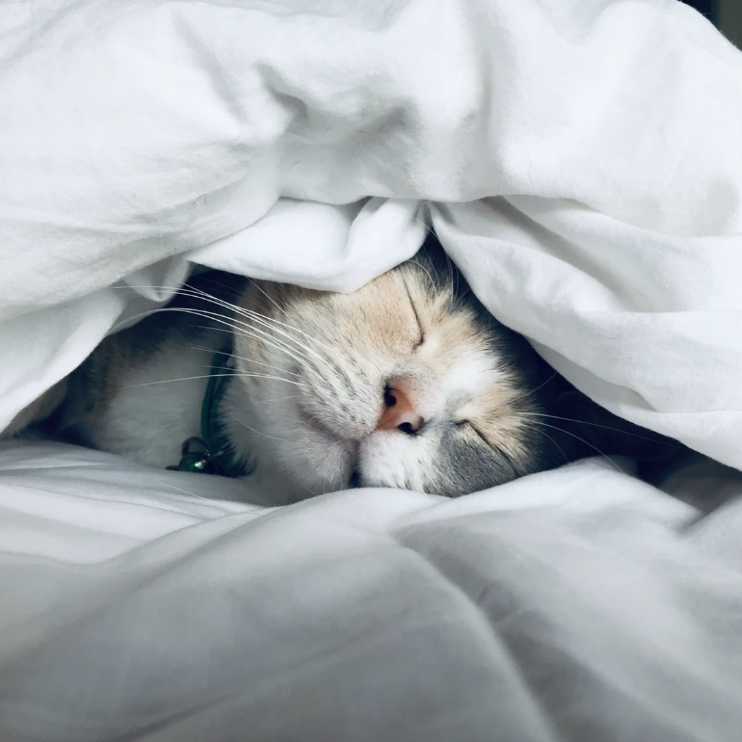 Cat sleeping under blanket